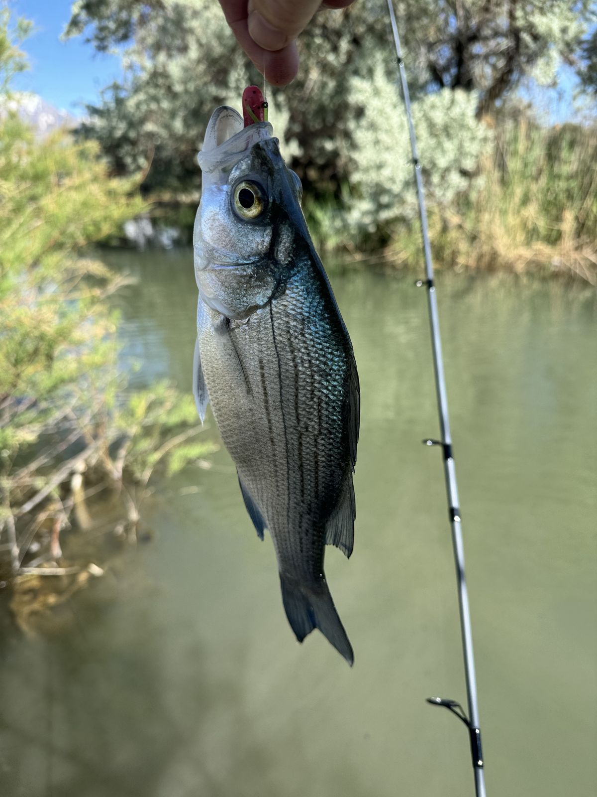 A silvery white bass with dark horizontal stripes hangs from a fishing line, a tiny red and green watermelon jig in its mouth, held up over a calm green creek lined with brush, with a fishing rod beside it.